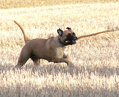 Wiivi syksy/autumn 2006