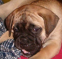 Wiivi 6,5 weeks 