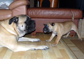 Boris & Brutus
