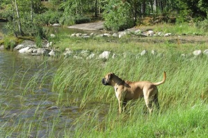 Boris