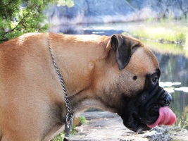 Boris