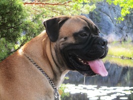 Boris