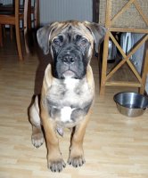 Boris 3,5 kk/months