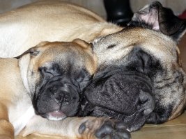 Boris & Brutus