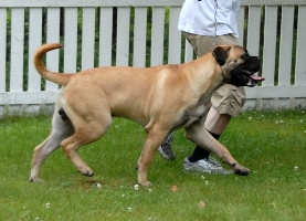 Boris 9,5 kk/months