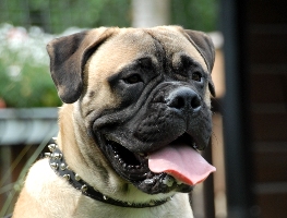 Boris 9,5 kk/months