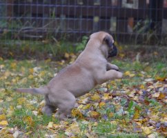 Boris 5 viikkoa/weeks