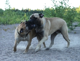 Lola & Giotto 06.2010