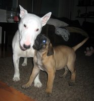 Iiris & Boris the bullterrier