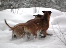 Veljekset/brothers Jakke & Onni 12.2010