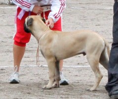 Heinola 150810 ROP-pentu/BOB-puppy