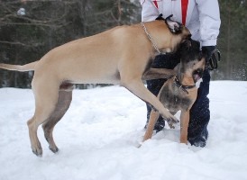 Taisto 5,5 months Giotto 10,5 months